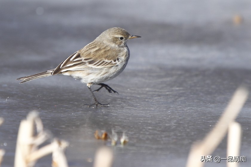 鸟类名字生僻字,带有鸟字的生僻字