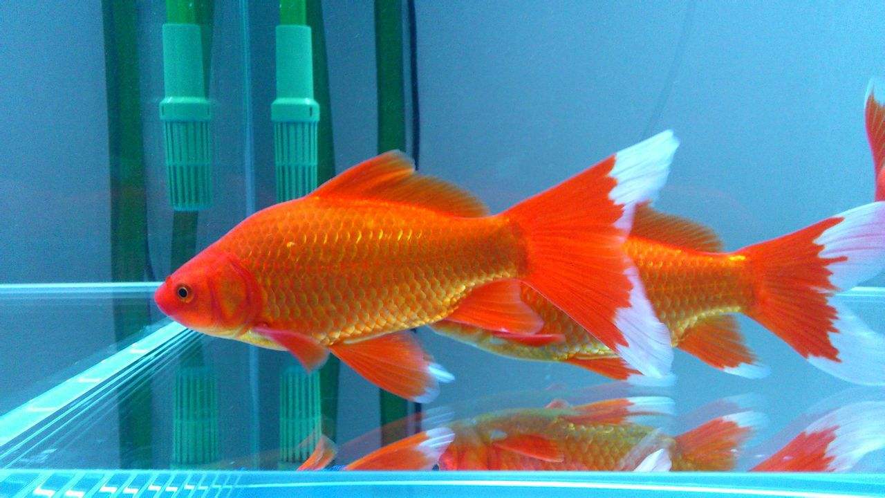 鱼友也分三六九等，看你属于哪类人群，我算普通鱼友