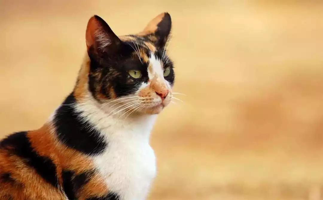 新手养猫指南：想要挑选性格温顺的猫咪，这些关键点一定要看看