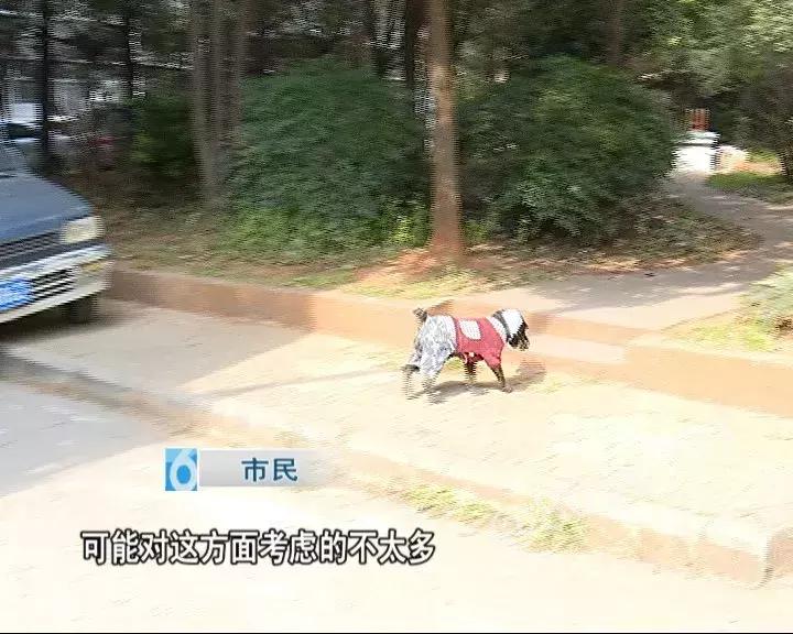 办了狗证有什么权利,狗证是一年一办吗