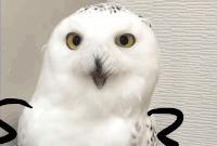 小孩子才做选择我全都要壁纸,小孩子才做选择我全都要的英语