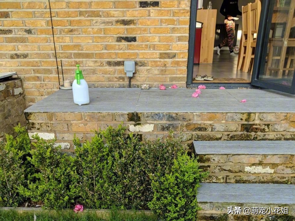 猫咪每天给一户人家送鲜花，连续送了一个月，原来猫咪在表达感谢