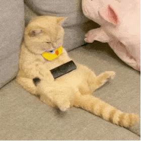 可爱表情包猫猫超开心,猫猫表情包可爱粉粉嫩嫩生气