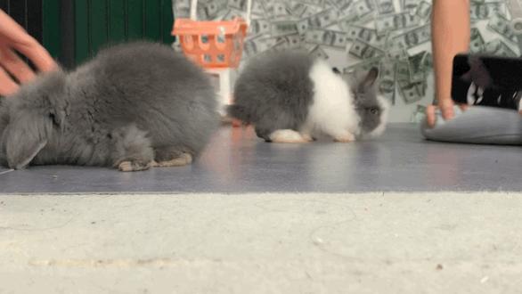 西安撸兔店,西安撸兔体验馆团购