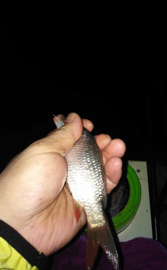 本汀金迦潘强弓评测,本汀金迦潘强弓鱼竿测评