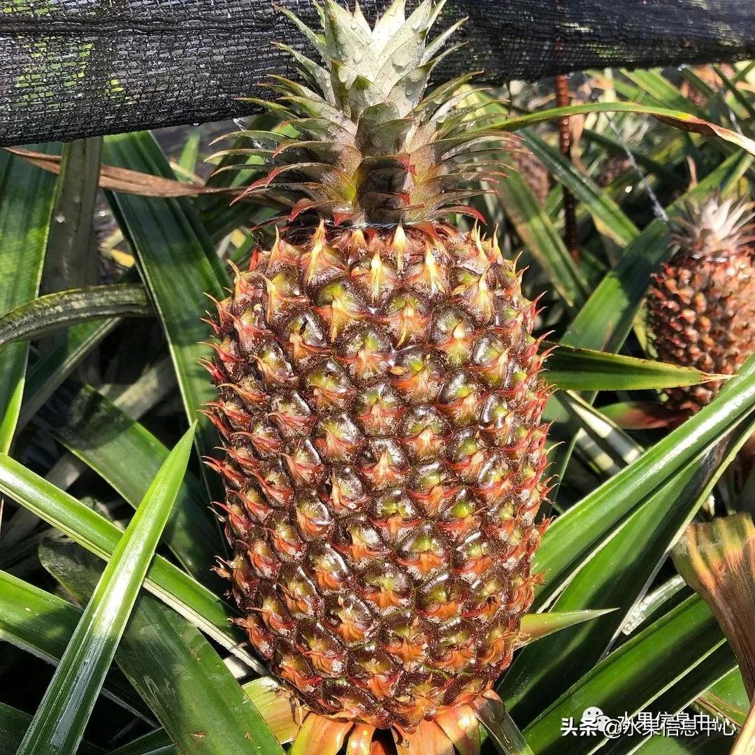 日本进口的菠萝,日本菠萝