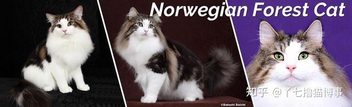 有哪些好看的家养猫,最适合家养的猫咪品种不掉毛