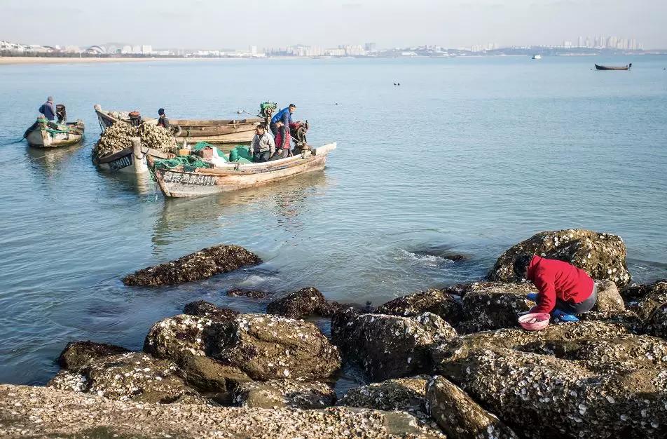 冷水海蛎子,荣成哪里能买到新鲜的乳山牡蛎