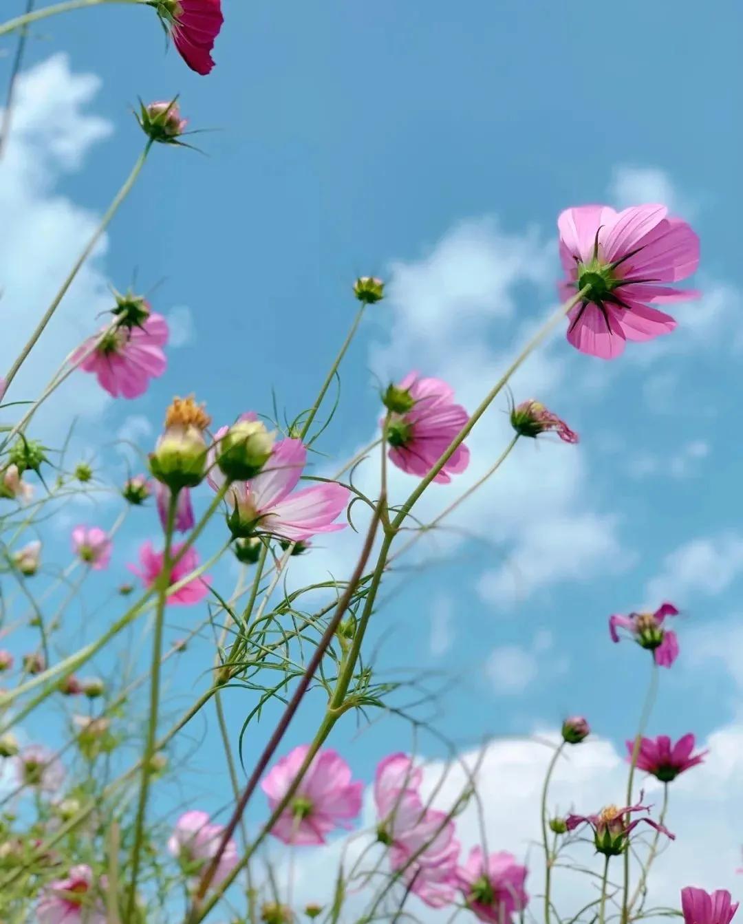 滇池边绝美花海,滇池南岸花海