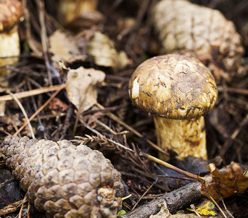 松茸和姬松茸区分,松茸与姬松茸鉴别
