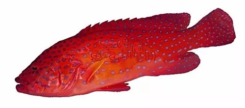 目前最顶级的海鲜鱼,世界上最顶级的海产鱼类