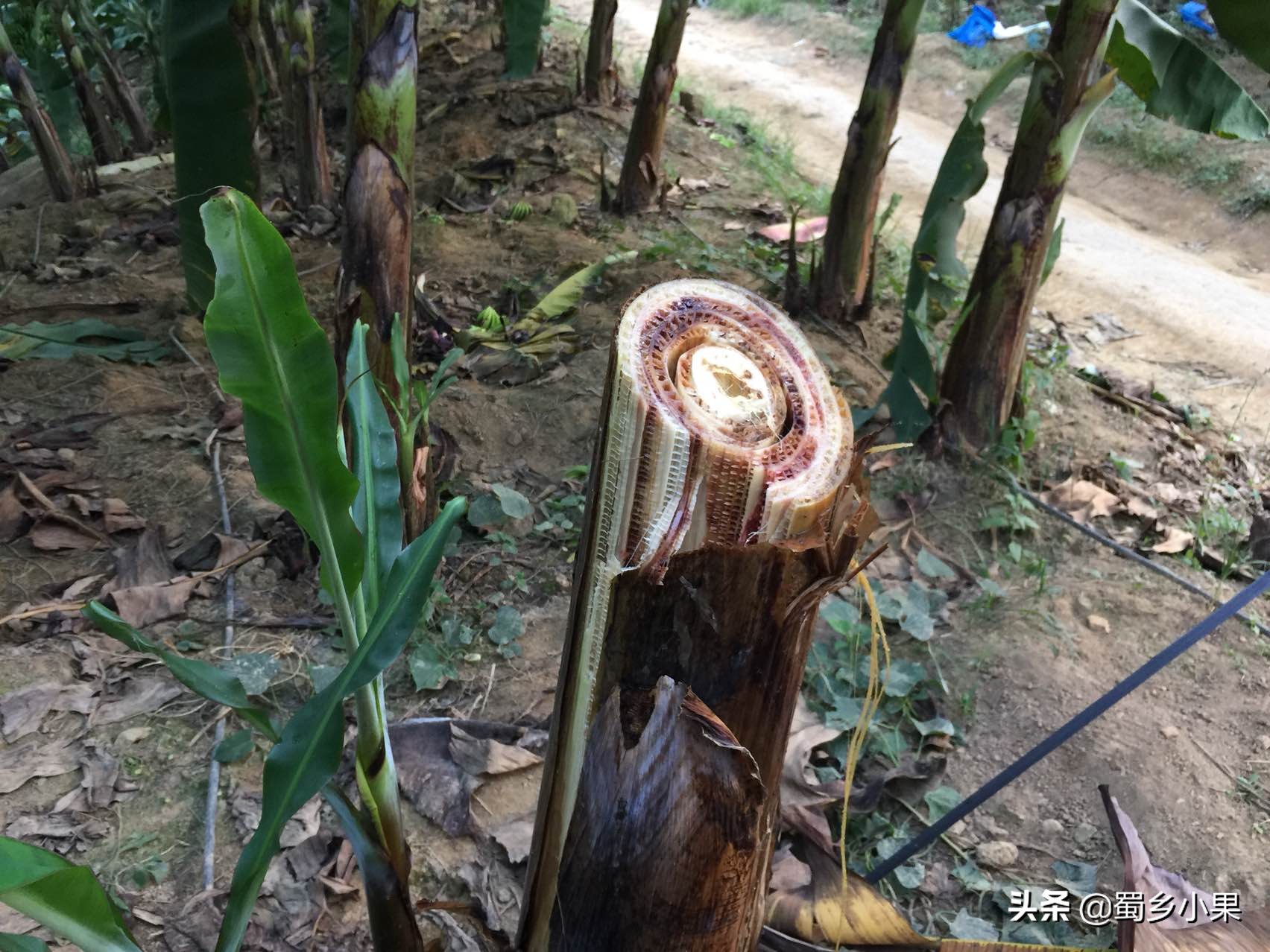 如何预防香蕉黄叶病,香蕉叶斑病的防治