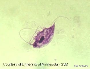 猫咪粪便检测出菌群超标,猫咪腹泻吐白色泡沫食欲还行