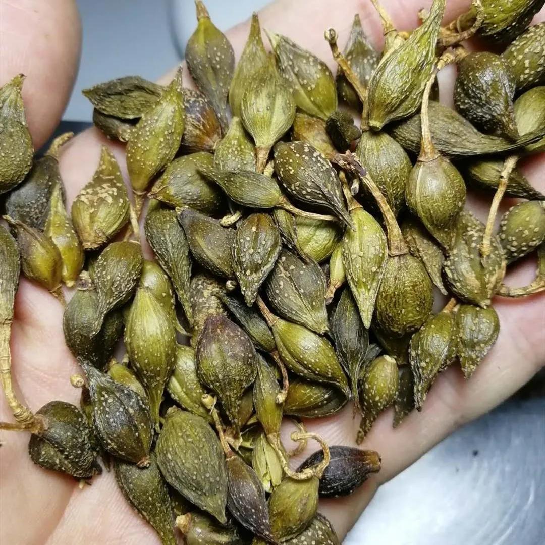 中药连翘治病配方,连翘古今论述