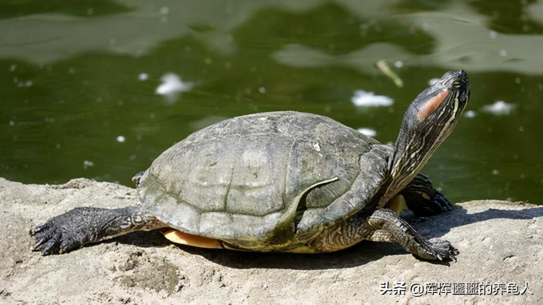乌龟感冒症状及治疗方法,乌龟感冒怎么办最有效的方法