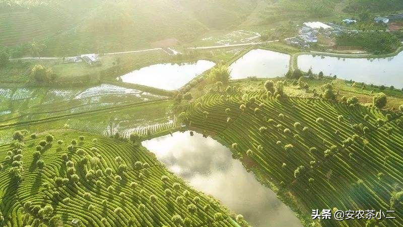 云南好茶有几种全国十大名茶,2021年云南十大名茶