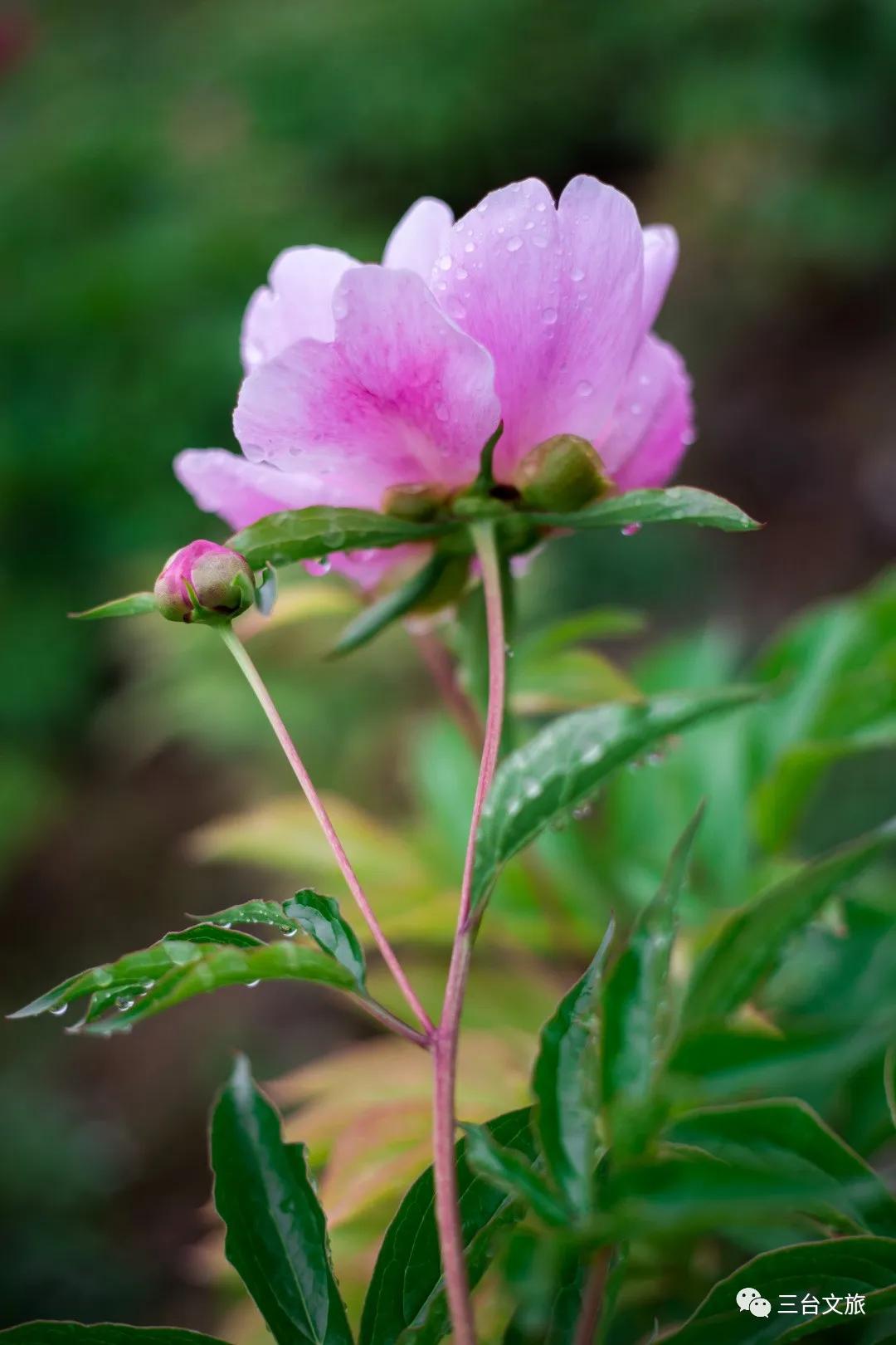 泉城公园芍药花开娇艳欲滴赛牡丹,含苞待放的芍药花娇艳欲滴