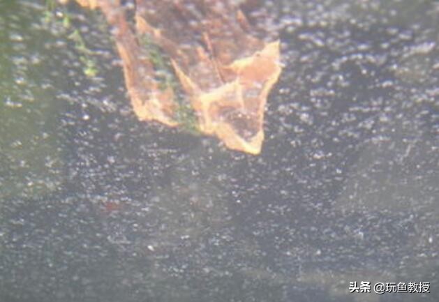鱼缸制氧机为什么很多气泡,为什么鱼缸玻璃上有很多气泡