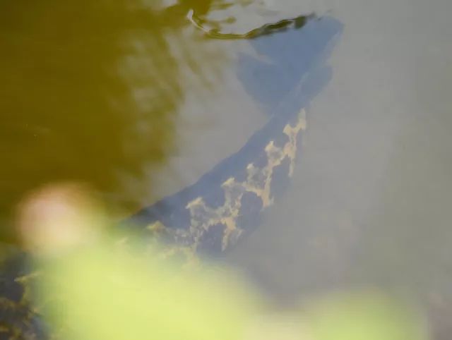 黑鱼常识,关于黑鱼的科普知识介绍