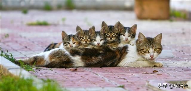 可爱又萌的小奶猫,软萌小奶猫全部视频