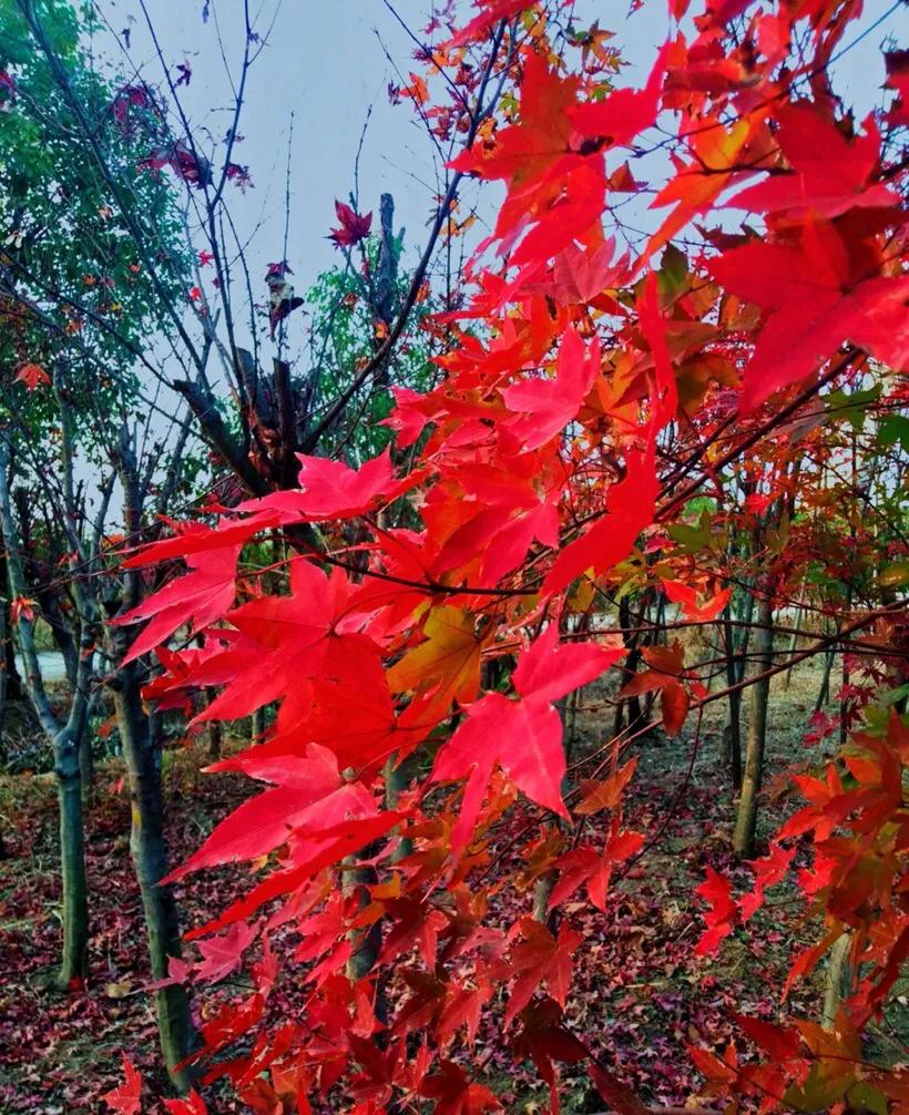 植物百科,植物百科视频