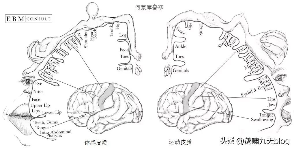 人类大脑如何超越人工智能,人类的出路在于将自身升级为神