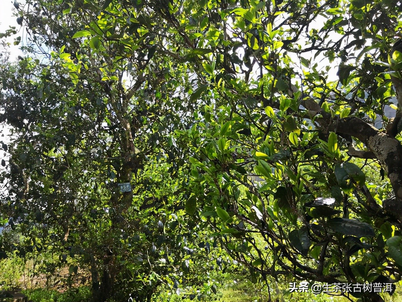 冰岛古树普洱茶台地茶区别,云南普洱茶古树与台地分布