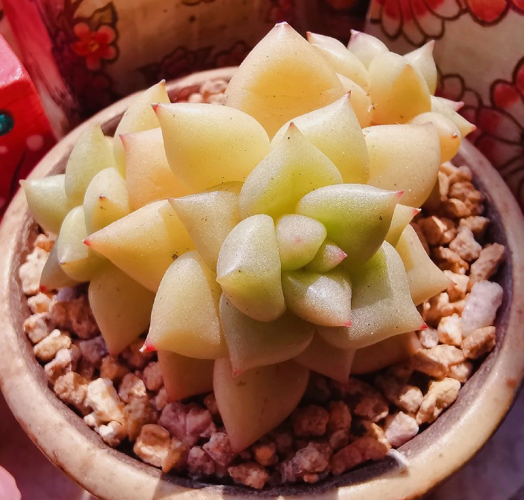 养多肉的感悟熬过冬季,象牙多肉养护方法