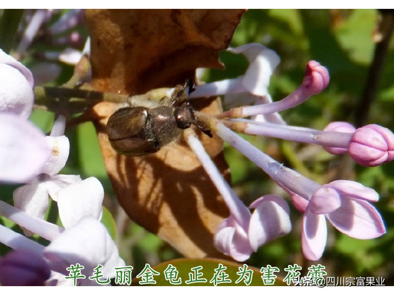 梨子上的金龟子,梨树食心虫钻进果树里怎么防治