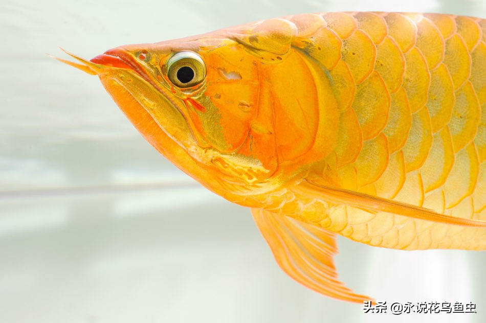 饲养红龙有蛋白虫应该怎么处理,饲养红龙蜈蚣的湿度需要多少