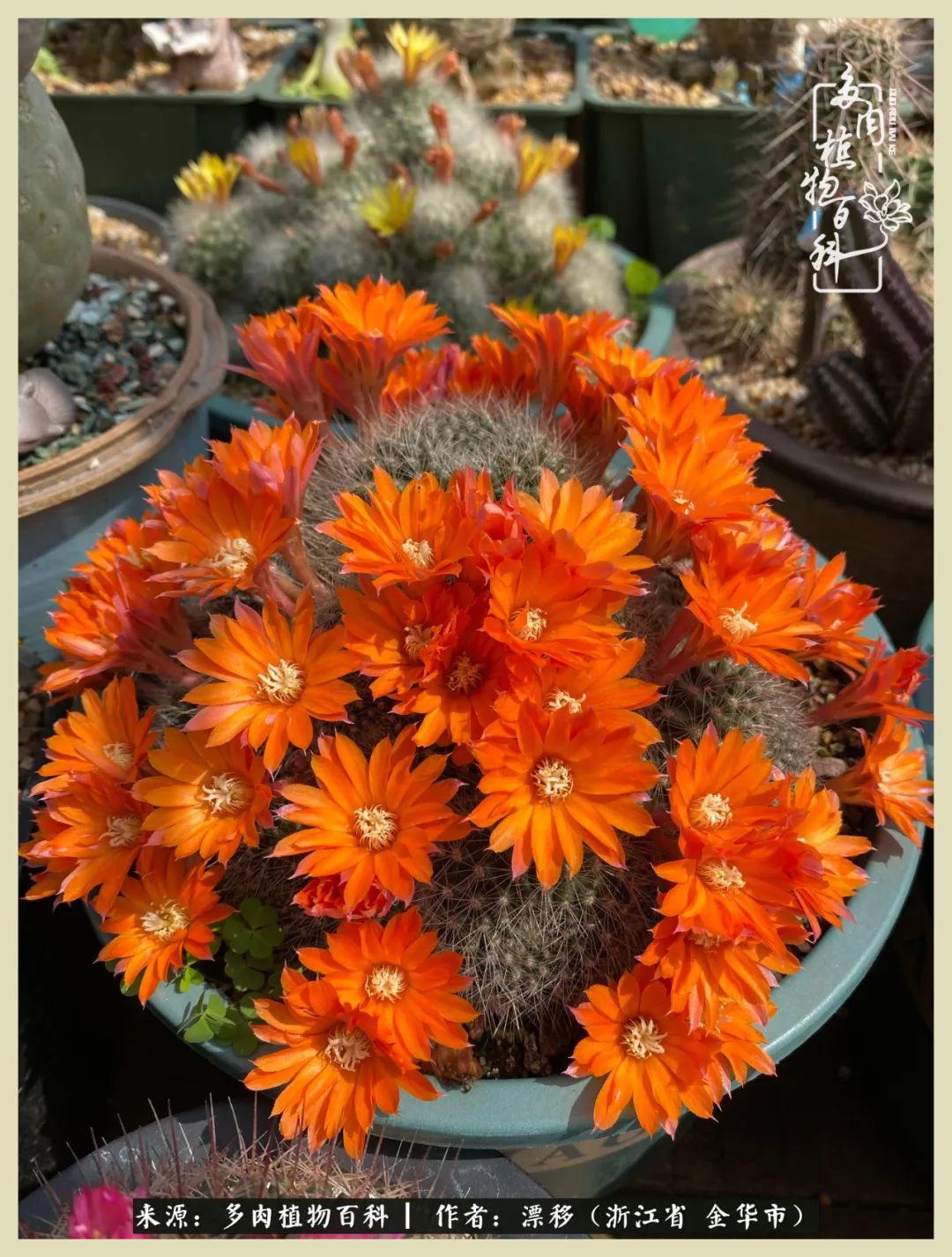 仙人球开花并散发着香味,仙人球花盛开吐露芬芳