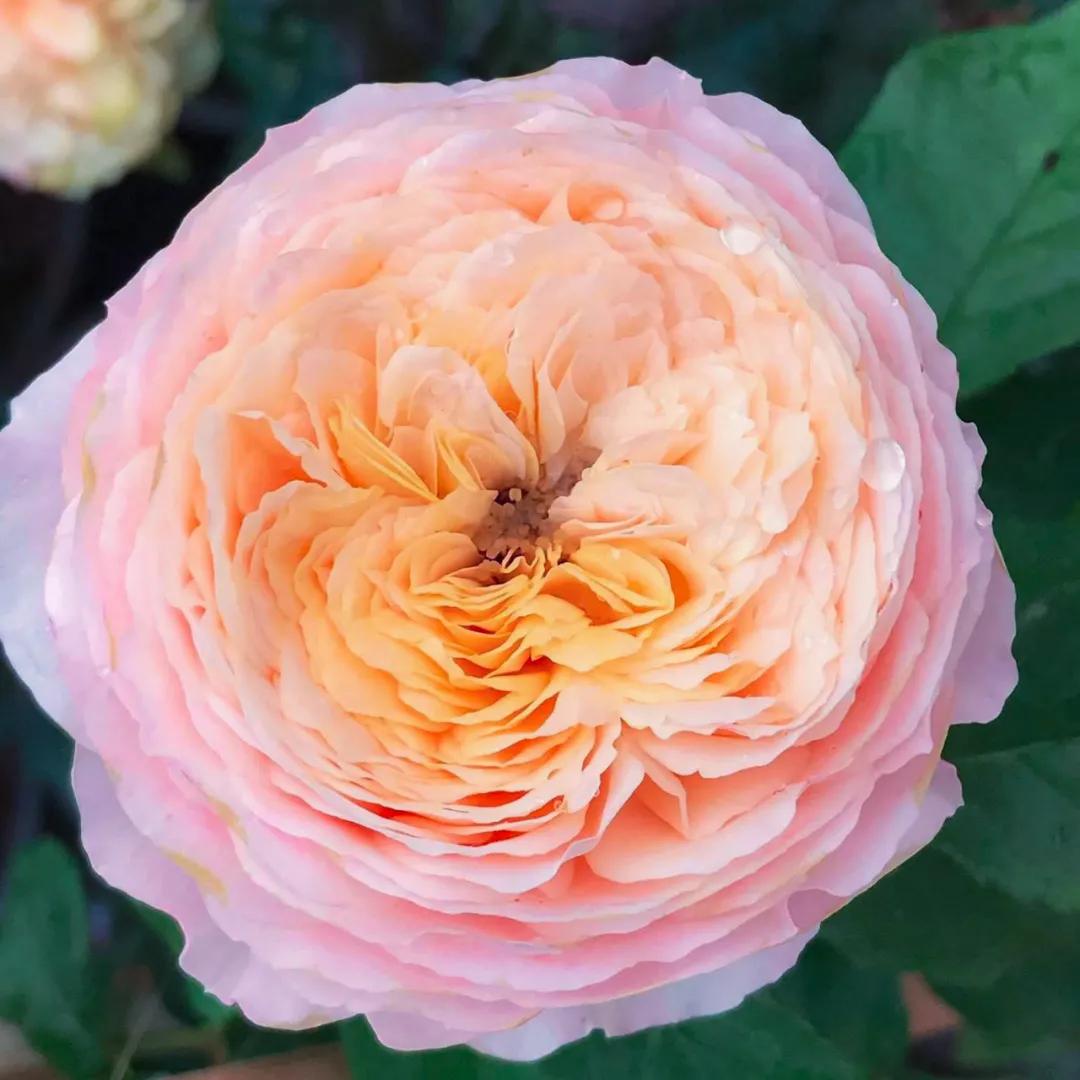 这43个来自世界各地的新品种,快来看看有没有你的菜