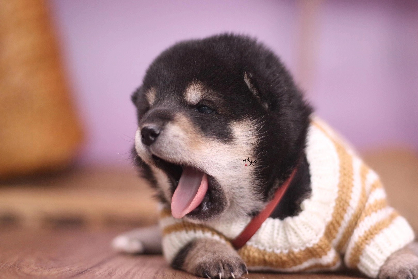 入手柴犬的价格区间,买柴犬币最低买多少钱的