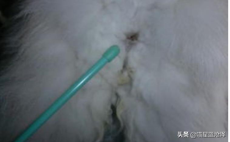 幼猫一直不拉便便怎么办,一周的幼猫不拉屎怎么办