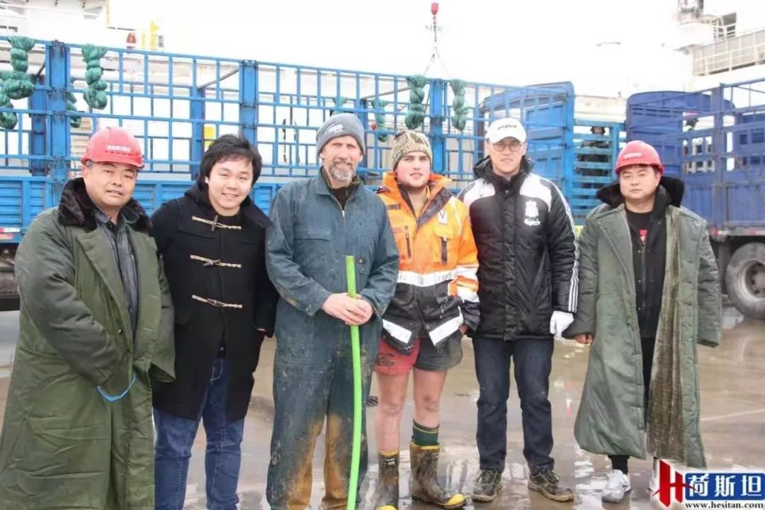 4000头新西兰牛抵达大丰港适合中国消费者的海福特肉牛强势来袭