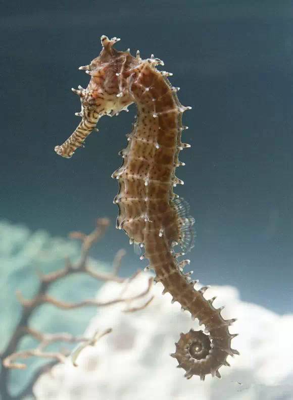 史上最全海鲜视频,史上最全海鲜贝类大全