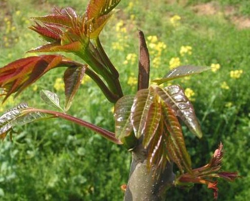 杩欑閲庤彍浣犲悆杩囧悧,杩欑閲庢灉浣犲悆杩囧悧鍥炬枃
