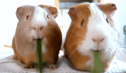 新手应该养哪些可爱粘人的仓鼠,新手养仓鼠最适合养荷兰猪