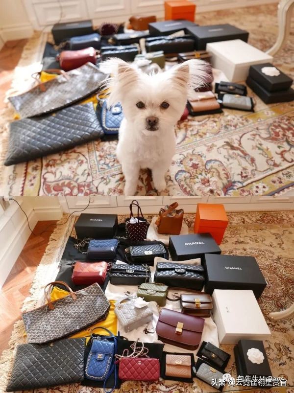 大家的包包和宠物,都太可爱了!