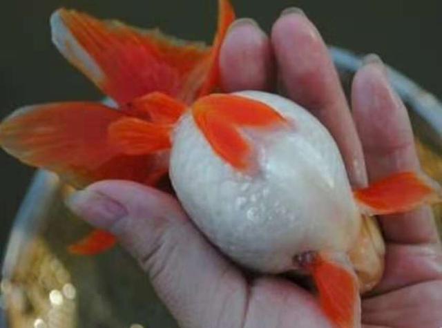 什么观赏鱼最便宜最好养,最便宜又容易养的观赏鱼有哪些