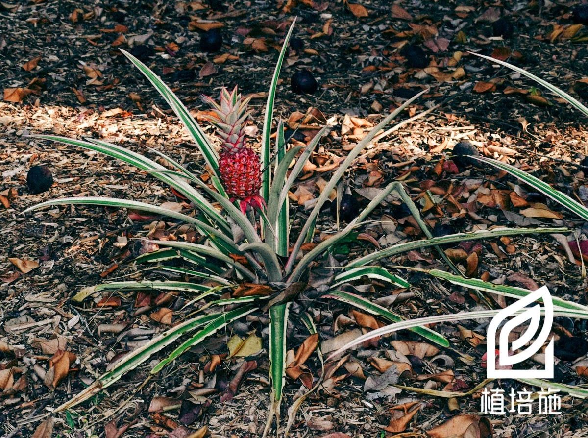 「植培施」艳凤梨Ananascomosuscv.Variegatus温室花卉栽培手册