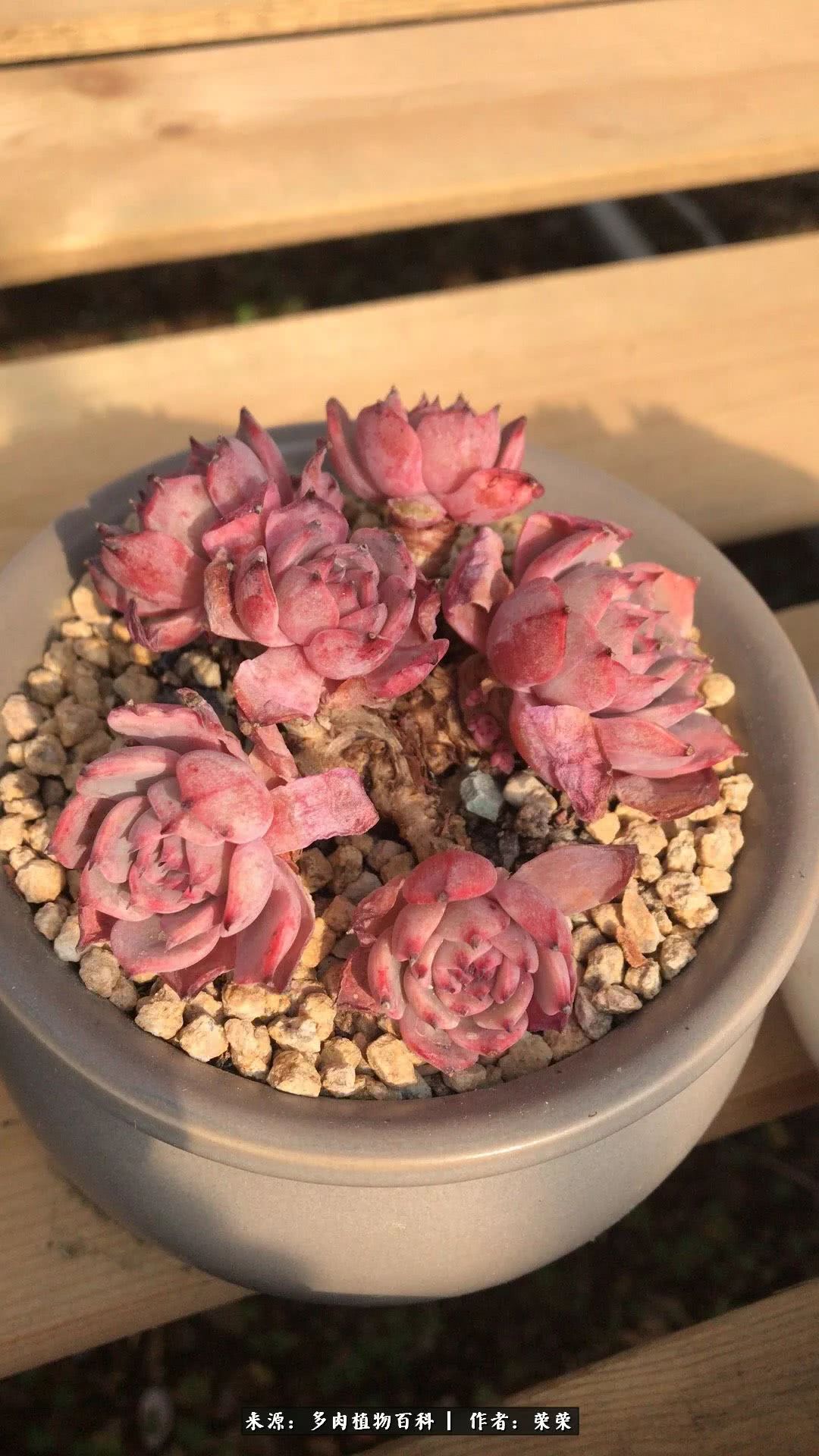 我在包邮区养肉，附多肉越冬度夏养护建议！