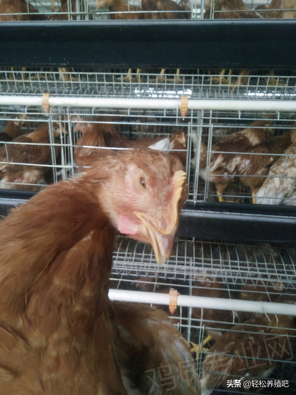 鸡流鼻涕脸肿怎么治疗,鸡得了鼻炎脸肿怎么办