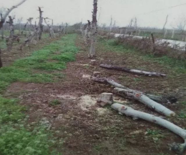 低产苹果树的改造方法,老富士苹果树改造