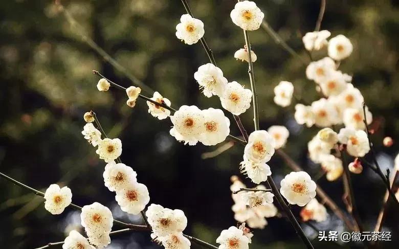 踏雪寻梅腊梅,踏雪寻梅红梅傲雪