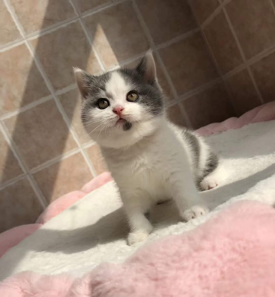 新兴职业时间自由收入又高？来看看一位90后猫舍店主的真实经历