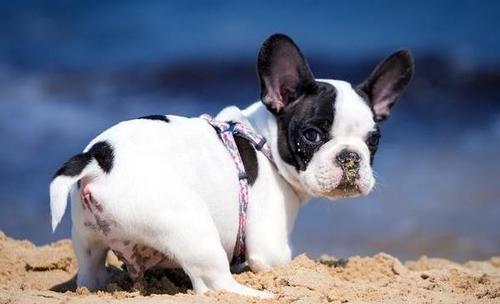 公寓养狗最佳选择,独居养狗什么品种比较好