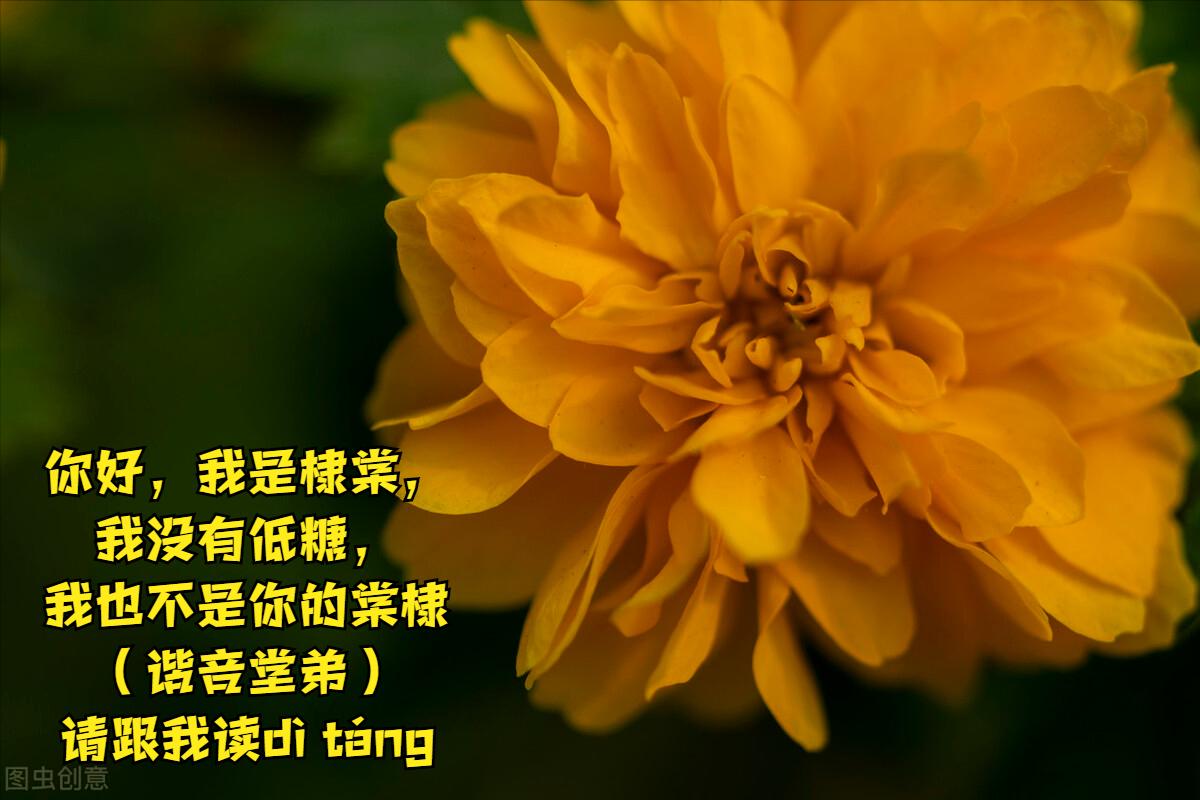 棣棠、棠棣、唐棣,我是谁——满城尽带黄金甲VS华如桃李惊落霞