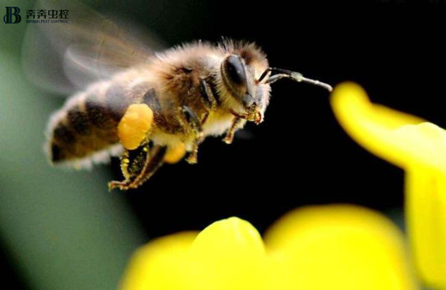 马蜂寄生虫怎么防治,马蜂虫类叮咬后处理方法
