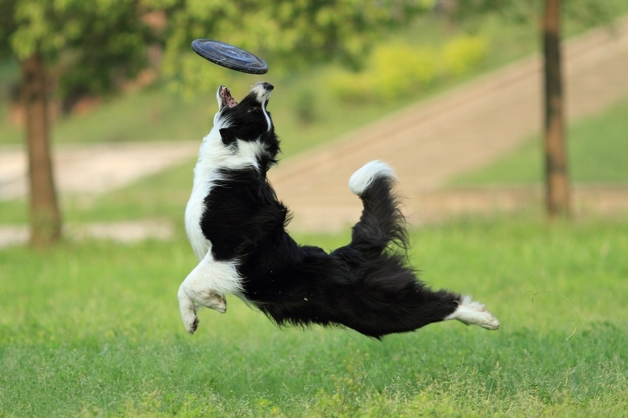 第一次养狗的人不适合养边牧,为什么说养狗不建议养边牧